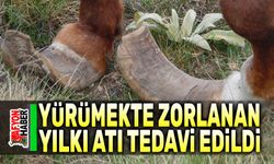 Yürümekte zorlanan yılkı atı tedavi edildi