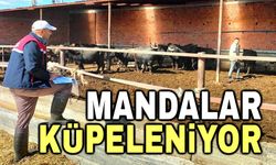 Afyon'da mandalara küpeleme işlemi yapıldı