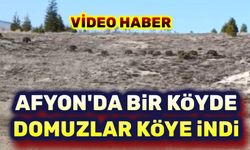 Afyon'da  bir köyde domuz sürüsü köye indi!..