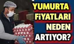 Yumurta fiyatları neden yükseliyor?..