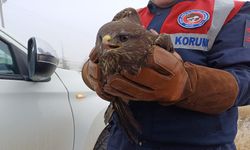 Yaralı bulunan kızıl şahin koruma altına alındı