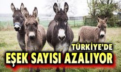 Türkiye'de eşek sayısı azalıyor