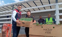 Domates Yetiştiriciliğinin Geliştirilmesi projesi sürüyor
