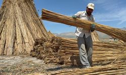 Eber Gölü'nde kamış hasadı başladı