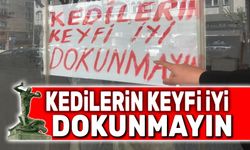 Kedilerin keyfi iyi, dokunmayın