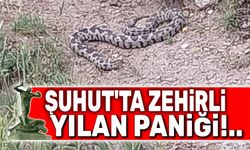 Şuhut'ta zehirli yılan paniği