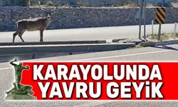 Karayolunda geyik şaşkınlığı!..