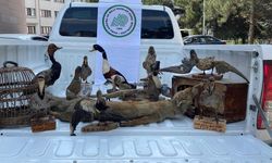 Afyon’da 14 tahnit hayvan ve 2 kafes ele geçirildi