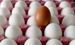 Yumurta üretiminde sert düşüş!..
