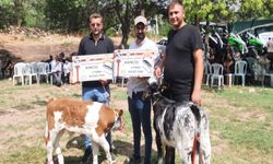 Festivalde en güzel kuzu ve buzağı seçildi