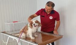 Afyon’da Kedi ve Köpek Kimliklendirme Merkezi açıldı