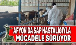 Afyon'da şap hastalığı ile mücadele sürüyor