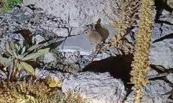 Kumalar Yaylası'nda Arap Tavşanı görüldü iddiası!..