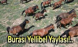 Emirdağ Yellibel Yaylası’nda Yılkı Atları Show!..