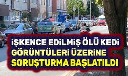 Kedi ölümleri üzerine soruşturma başlatıldı