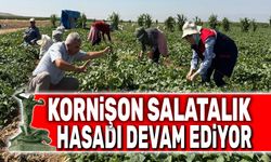 Afyon'da kornişon salatalık hasadı devam ediyor