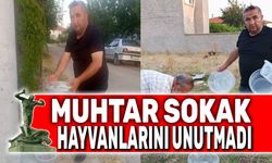 Muhtardan sokak hayvanlarına yönelik örnek çalışma