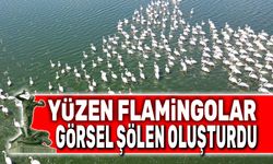 Gölde yüzen flamingolar görsel şölen oluşturdu