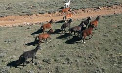 Yılkı atları köylere indi