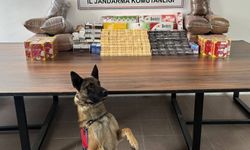 Bolvadin’de kaçak tütün operasyonu