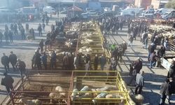 Şuhut Canlı Hayvan Pazarı açıldı