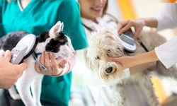 Evcil kedi ve köpek sahiplerine önemli duyuru!..