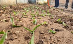 Afyon'da kadın üreticilere salep fidesi dağıtıldı