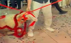 Düğün salonunda kuzu sürprizi!..