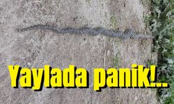 Yaylada engerek yılanı paniği!..