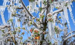 Uzmanlardan zirai don uyarısı!..