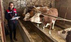 Hibe desteğiyle hayvancılık yapan besiciler denetlendi