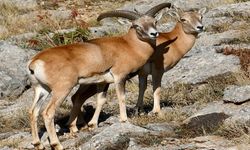 Afyonkarahisar'da Anadolu Yaban Koyunu üretimi