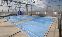 Jeotermal destekli karides ve balık tesisleri üretime başlıyor