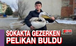 Sokakta gezerken pelikan buldu