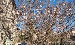 Afyon'da yalancı bahara aldanan ağaçlar çiçek açtı