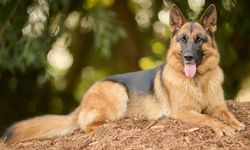 Alman Kurdu Özellikleri, Bakımı ve Beslenmesi