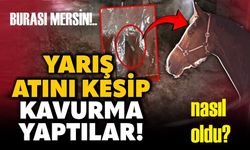 Şampiyon yarış atı, nasıl  kavurma oldu?!..
