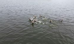 Ever Gölünden güzel haberler geliyor