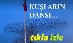 Kuşların dansı... Afyon video haber