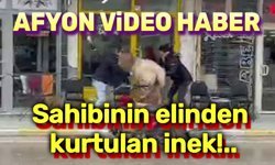 Sahibinin elinden kurtulan inek...