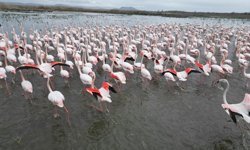 Eber Gölünden güzel görüntüler