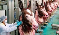 Pide harcına eşek eti katmışlar!..