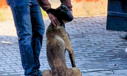 “Daha Sert, Katı ve Radikal Kararlar Alınmalı”