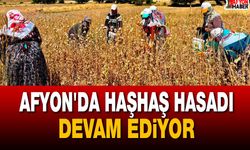 Afyon'da Haşhaş Hasadı Kontrolleri Devam Ediyor