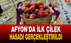 Afyon'da İlk Çilek Hasadı Gerçekleştirildi