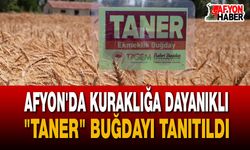 Yerli ve Milli Buğday Çeşidi "Taner" Görücüye Çıktı