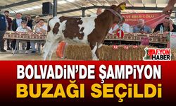 Bolvadin’de Şampiyon Buzağı Seçildi