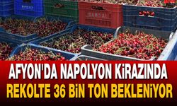Afyon'da Napolyon Kirazında Rekolte 36 Bin Ton Bekleniyor