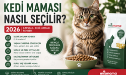 Kedi Maması Nasıl Seçilir? 2026 Kapsamlı Kedi Maması Rehberi