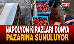 Napolyon Kirazları Alım Noktalarında Yoğunluk Yaşanıyor